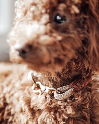 Halsbänder und Hundeleinen für sehr kleine Hunde